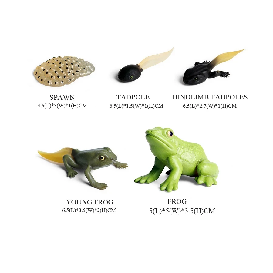 Modelli di rane figurine di an - Kids Toys Reviews recensione e prezzo